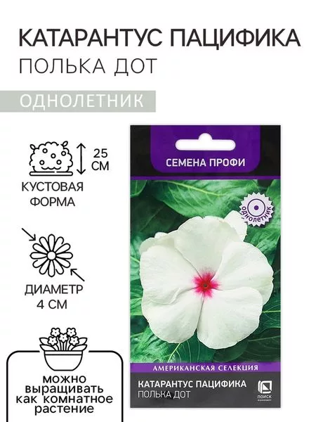 Семена цветов Катарантус Пацифика «Полька Дот» 10 шт. — для балкон — фото 9