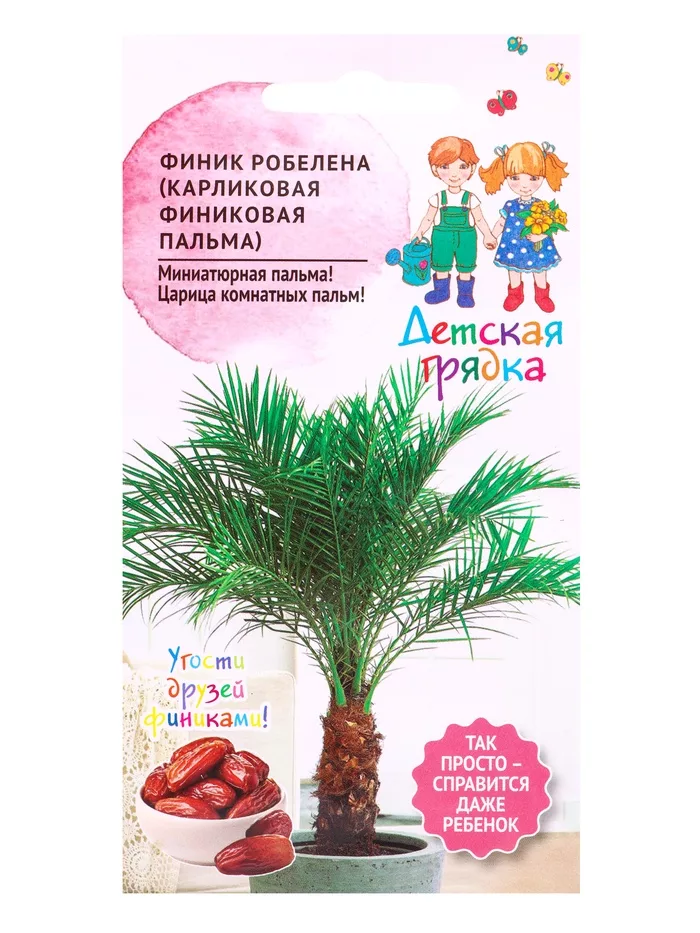 Семена Финик Робелена (Карликовая финиковая пальма) «Детская грядка» 5 шт. — для детская — фото 3