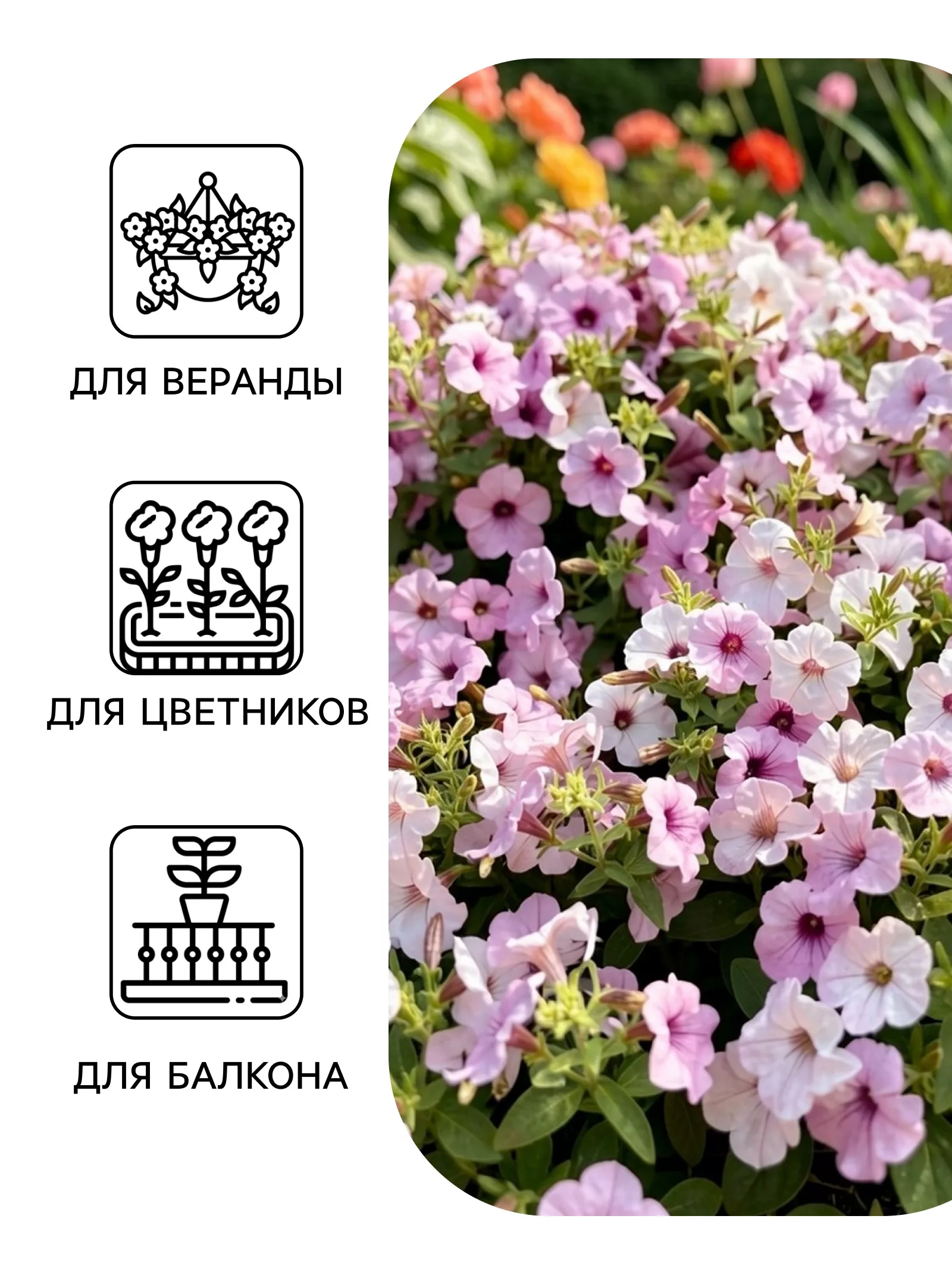 Семена цветов Петуния каскадная «Тайдал Вейв Сильвер» 5 шт. — для балкон — фото 3