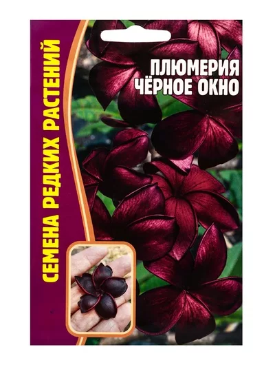 Семена цветов Плюмерия «Черное Окно» 3 шт. 12.29 г — для балкон — фото 6