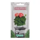Семена пеларгония садовая «Пинто Королева» — для балкон — фото 4