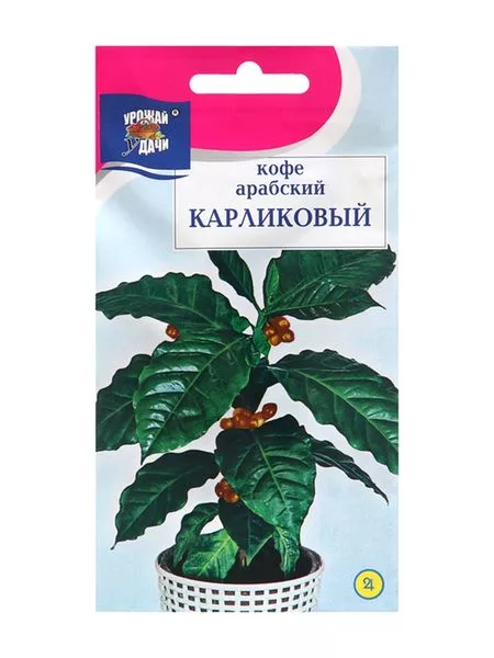 Семена цветов Кофе арабский "Карликовый" — для балкон