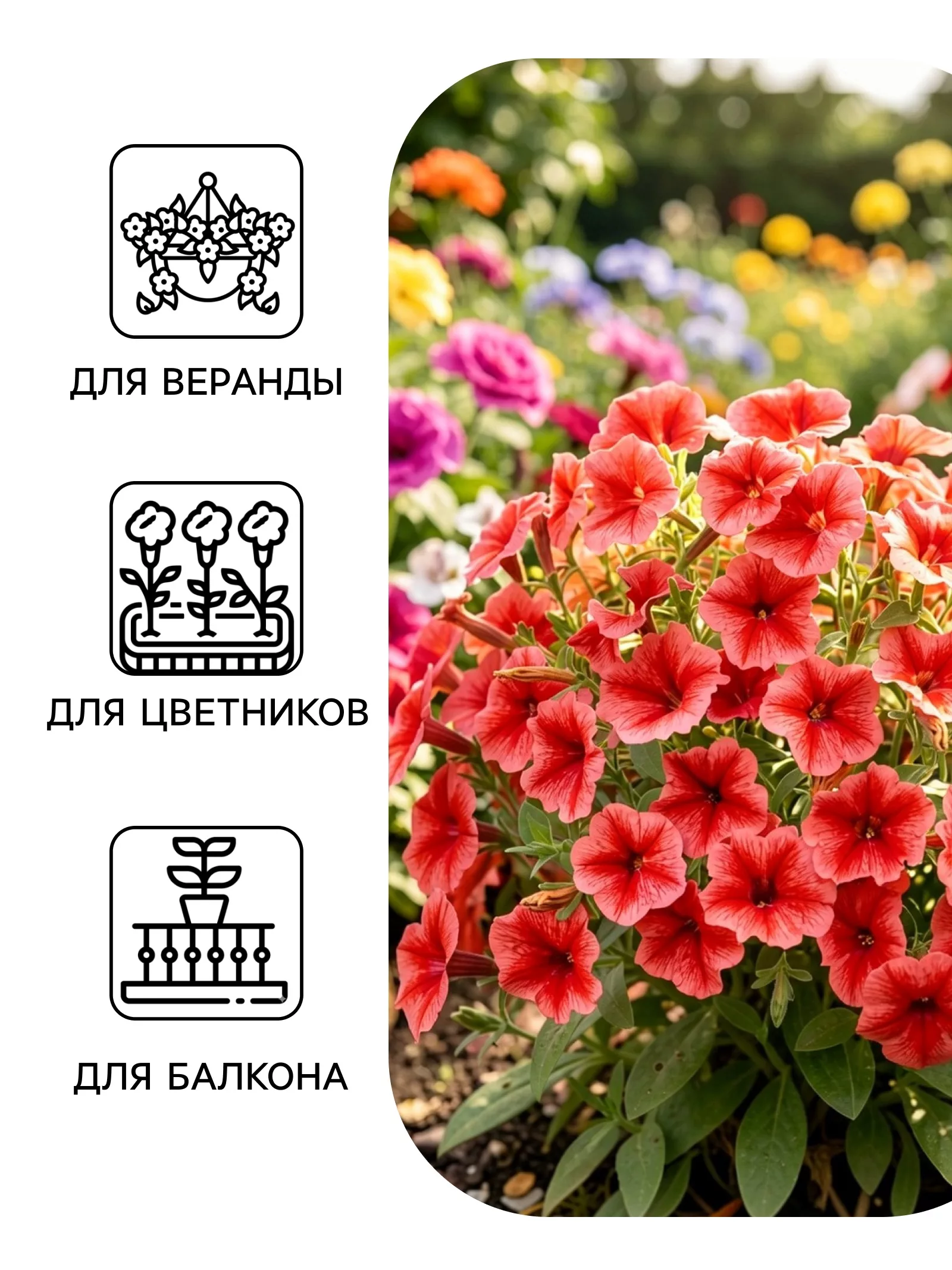 Семена цветов Петуния "Городская компакт" F1 клубничная — для балкон — фото 3