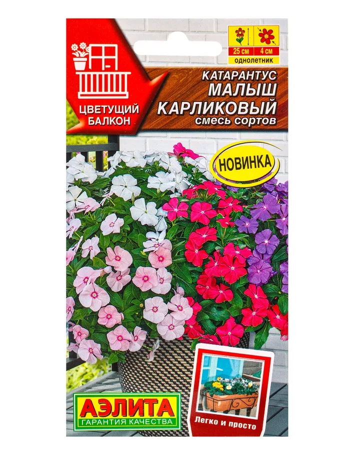 Семена цветов Катарантус Малыш карликовый — для балкон — фото 3