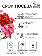 Семена цветов Петуния Минифлора горшечная F1 — для балкон — фото 5