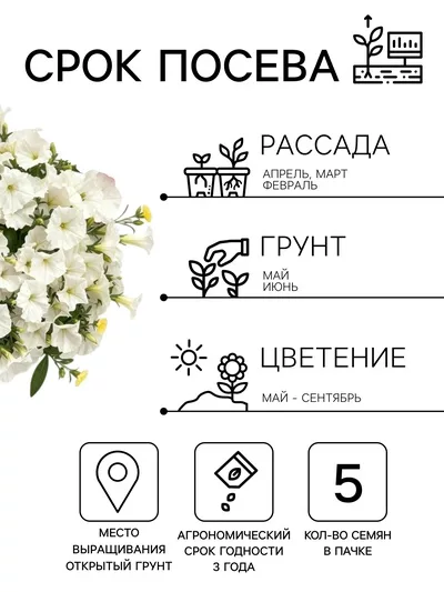 Семена цветов Петуния Минифлора горшечная F1 белая (драже в пробирке) Цветущий — для балкон — фото 8