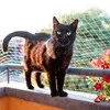 Ferplast Cat Net L защитная сетка на балкон — для балкон — фото 8